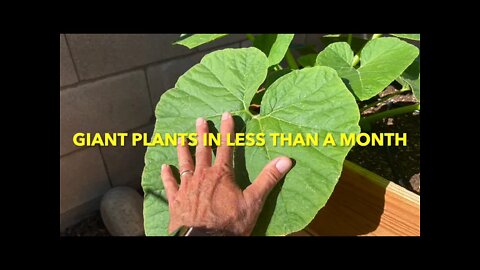 Giant Plants in Less Than a Month