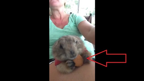 Prairie Dog Eats Vanilla Wafer From Owners Lap For The First Time