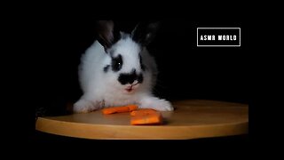 Rabbit eating carrot asmr