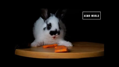 Rabbit eating carrot asmr