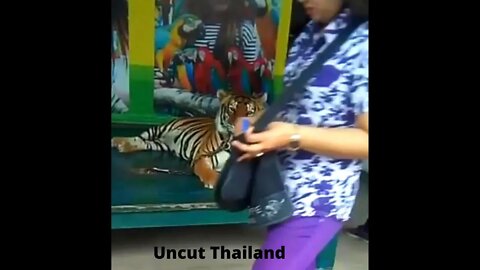 Thailand travel uncut video | wildlife cool photos #shorts, #wildlife, #youtube