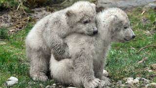 Polar Bear Story: Nobby and Nela