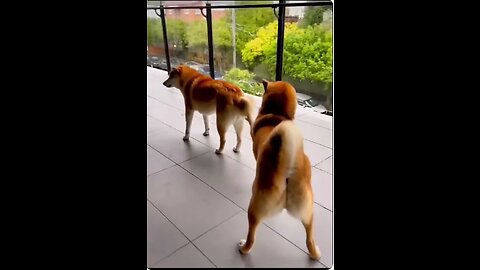 Funny Animal Videos 2022 Best Dogs And Cats Videos 😺😍 # 55