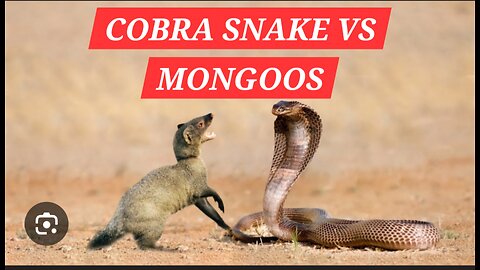 Snake Vs Mongoose!!!!!!