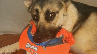 Shepsky Playing Game With Her Favorite Ball | Headbanging Ball Game