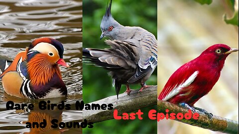 Rare Birds Names and Sounds- Last Episode