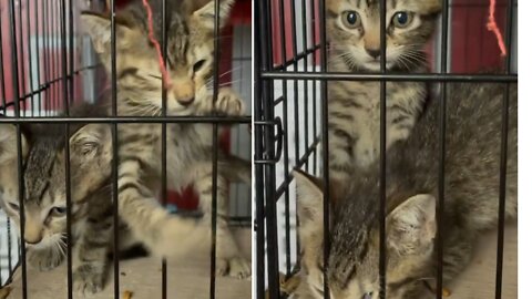Cute kittens want to come out from the cage