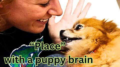 ✅ Willow doing a puppy | dog training | Place" with a puppy brain