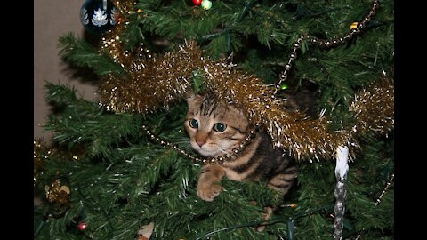 VLOGmas: Day 1 - Cats vs Christmas Tree and ramblings