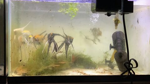 Fish Room set up Live update May 01 2022 Part 2 - the fun continues!