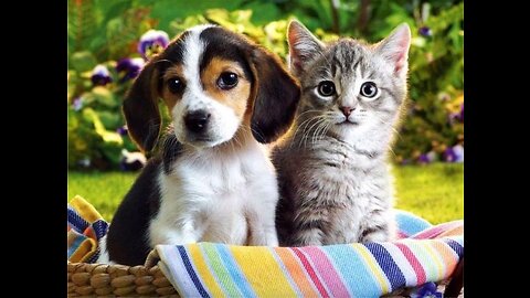 Besr funny animal videos🤣 funniest cats and dogs videos