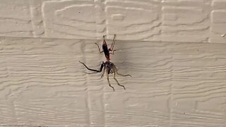 Wasp vs Spider - A Little Critter Behavior