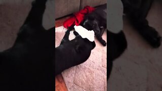 Puppy Won't Leave His Side After Surgery #shorts #pets #viral #puppy