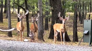 The Boys are Back! Twin Eagle Deer