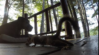 Cheeky squirrel sneaks peanuts in front of blind Great Dane