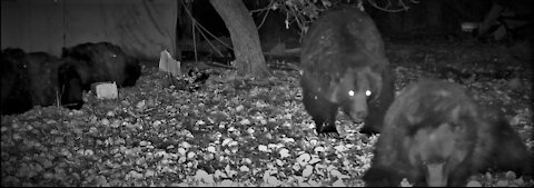 Grizzly bears having a midnight snack