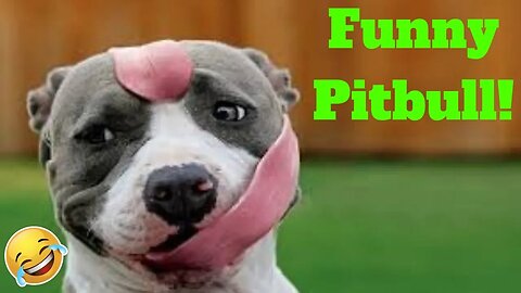 💥Funny Pitbull Viral Weekly LOL😂🙃💥 of 2019_ Funny Animal Videos💥👌