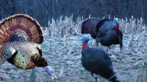 Turkey Hunting With A Bow I Self Filmed