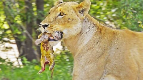 Rare Lion Birth Caught on Camera