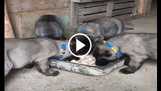 Kangal Shepherd Dog Puppies Breakfast