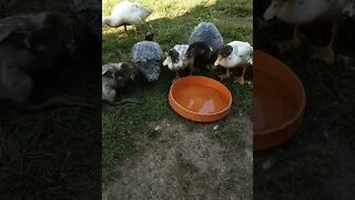 Some Muscovy Ducklings on a hot day