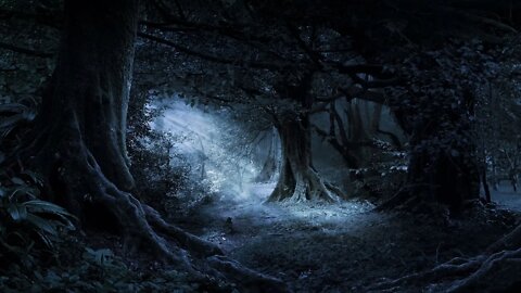 Dark Forest Music – Woods of Nightdeep