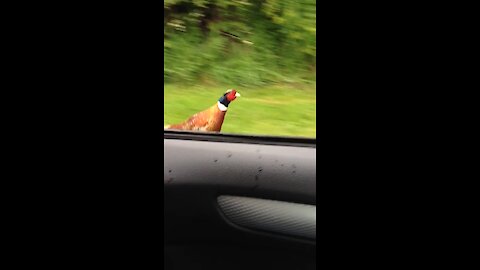 Crazy pheasant races car every time it accelerates