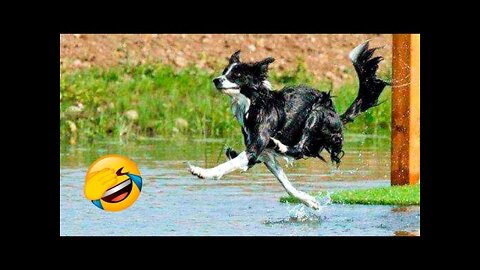 Funny Animal Videos 2022 😂 - Funniest Cats And Dogs Videos 😺😍