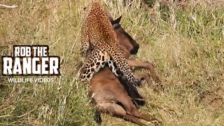 Leopard Loses A Meal To Lions | Maasai Mara Safari | Zebra Plains