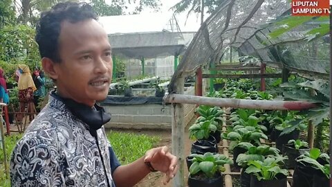 Melihat Kebun Kelompok Wanita Tani KWT Lestari Dusun I Pujo Basuki Trimurjo Lampung Tengah