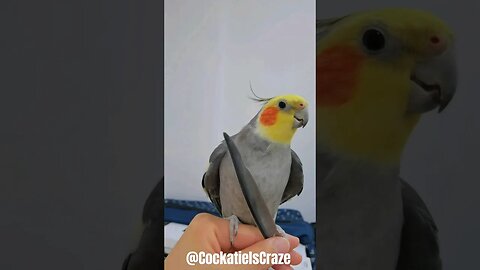 Cute Cockatiel Jojo ❤️ 😍 💖 #cockatiel