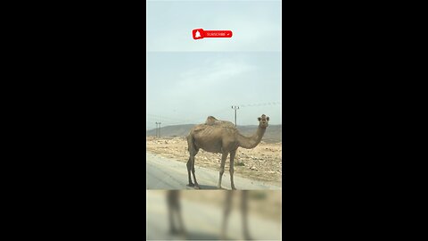 Amazing Camels: Discover the Majestic World of these Desert Giants!