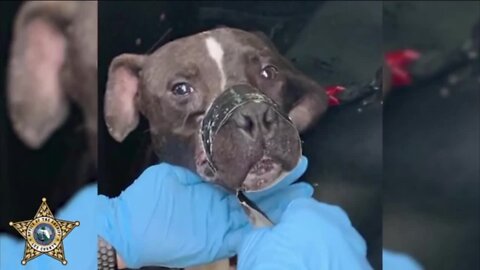 Deputies arrest man after dog's leg and snout bound with duct tape