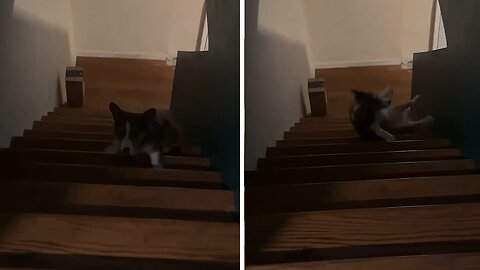 Corgi's first time trying to climb steps didn’t go as planned