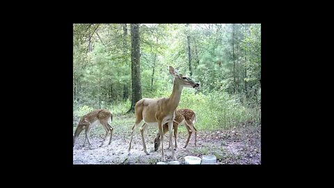 Southeast Texas Backyard Wildlife Garden 82