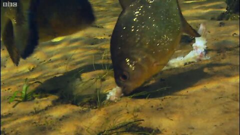Feeding Frenzy Piranha | Planet Earth | BBC Earth 🌎🌍