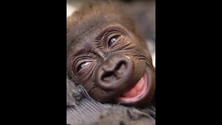 "Baby Gorilla Jameela"Sweet Touch Full Video 🐾😇💖🦋✨💫🎼🎶