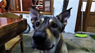 Canadian tourist tries to communicate with bilingual dog in Galapagos Islands