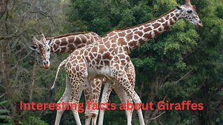 Interesting Facts about Giraffes