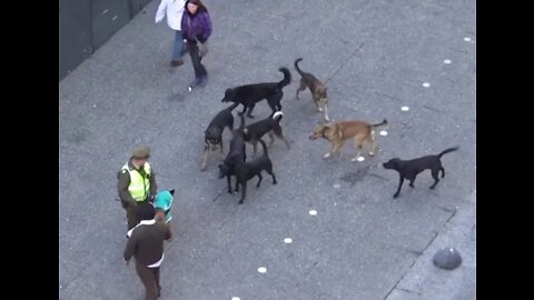 MUST SEE!! POLICE DOG ATTACKED BY PACK OF STRAY DOGS