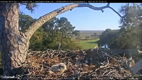 Mom's PM Break & An Owlet Close-up 🦉 3/17/22 17:56