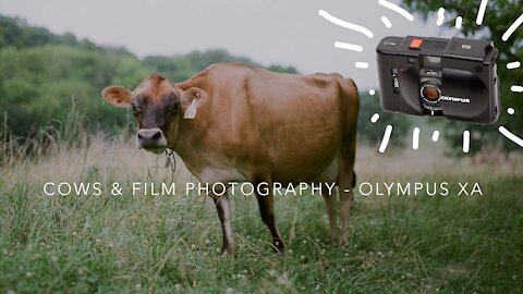Cows and Film - Testing the Olympus XA The pocket film camera