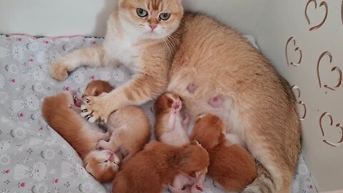 Cat Mom kneads her tiny golden pies 😆 And purrs loudly