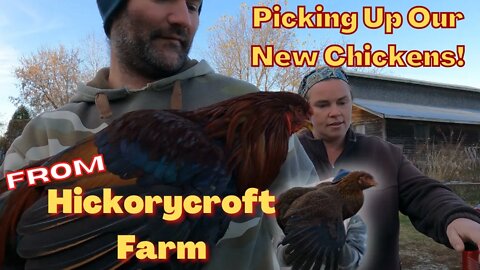 Our New Partridge Chantecler Chickens | Hickorycroft Farm Visit | MiAnU Acres | Canadian Youtubers