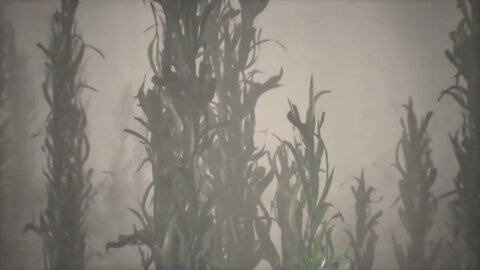 underwater grass forest of seaweed 3