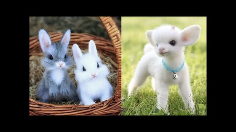 Cutest baby animals Videos Compilation Cute moment of the Animals - Cutest