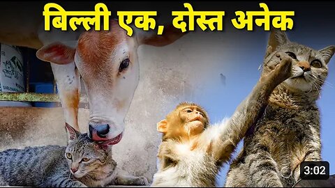 Ajeeb friends wali cat ki story | A cat friends with monkey, cow, sheep and dog | Funny Animals
