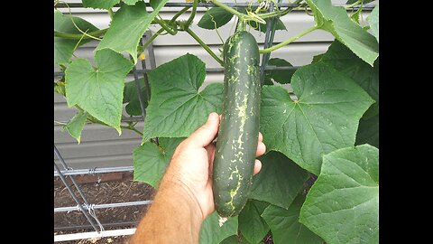 Cucumber Beetles Have Arrived