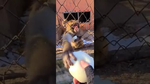Monkey Funny Video - Angry Monkey | Monkey Love food #shorts #animalshome #monkey