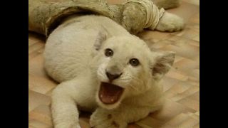 CUTE White Lion Cubs